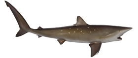 sharpnose shark fishmount