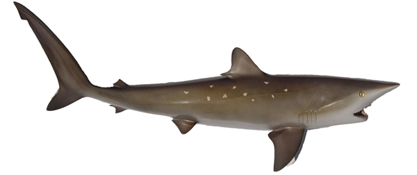 sharpnose shark fishmount