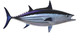 skip jack tuna fishmount