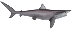 silky shark fishmount