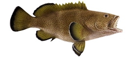 strawberry grouper fishmount