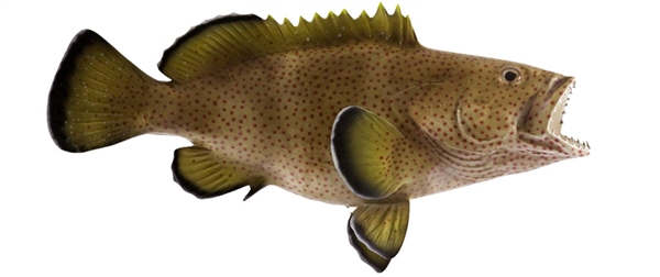 strawberry grouper fishmount