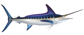 striped marlin fishmount