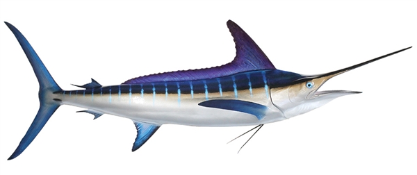 striped marlin fishmount
