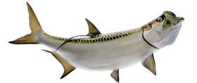 tarpon fishmount