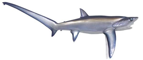 thresher shark fishmount