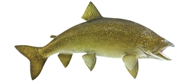 lake trout fishmount