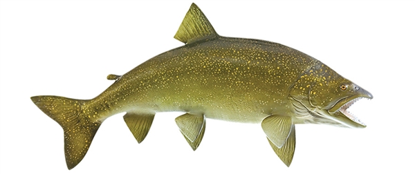 lake trout fishmount