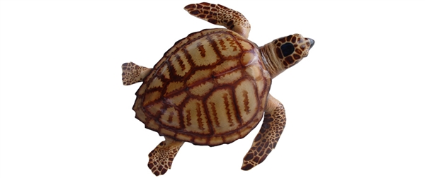 turtle fishmount