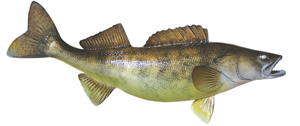 walleye fishmount