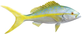 yellowtail snapper fishmount