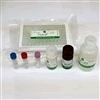 FGF18 (Mouse) ELISA Kit