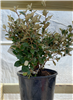 Glen St. Mary Compact Elaeagnus #3