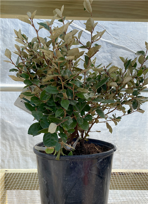 Glen St. Mary Compact Elaeagnus #3