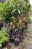 Loquat Tree, 3 Gallon