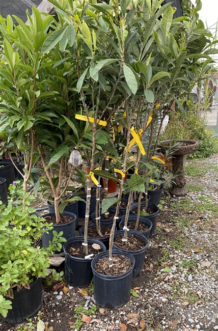 Loquat Tree, 3 Gallon