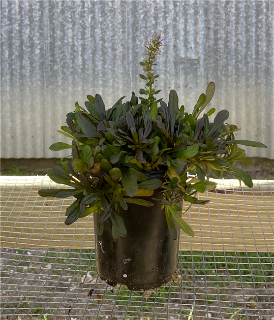 Ajuga - Chocolate Chip Quart