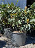 Coppertone Loquat #7