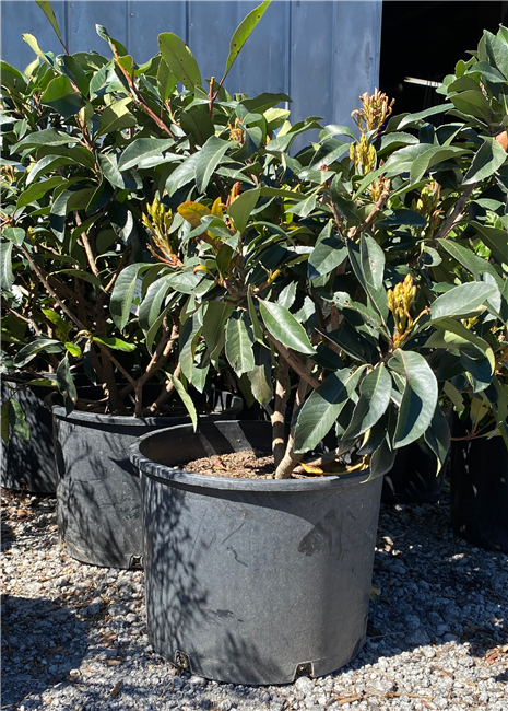 Coppertone Loquat #7