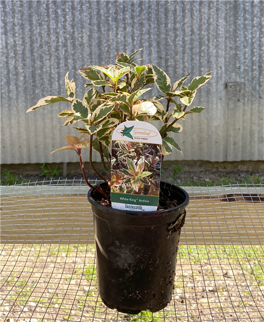 Ardisia - White King QT