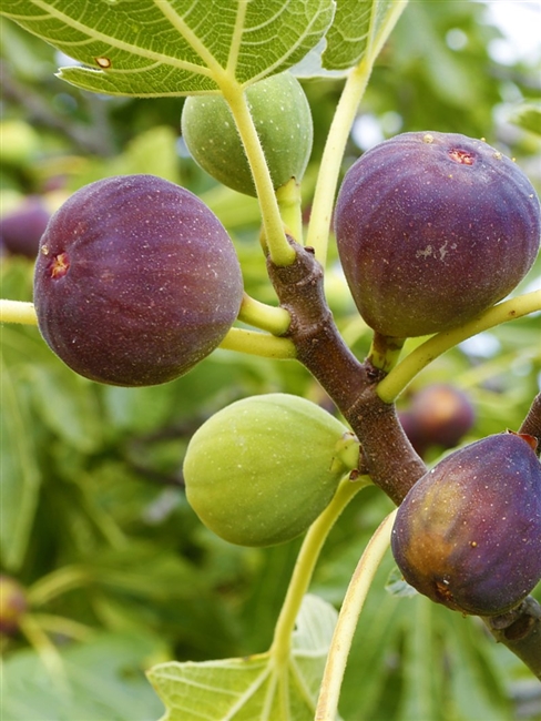 Turkey Fig Tree 5 Gallon Pot