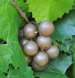 Carlos Muscadine Grape Plant