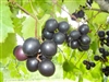 Cowart Muscadine Grape Plant