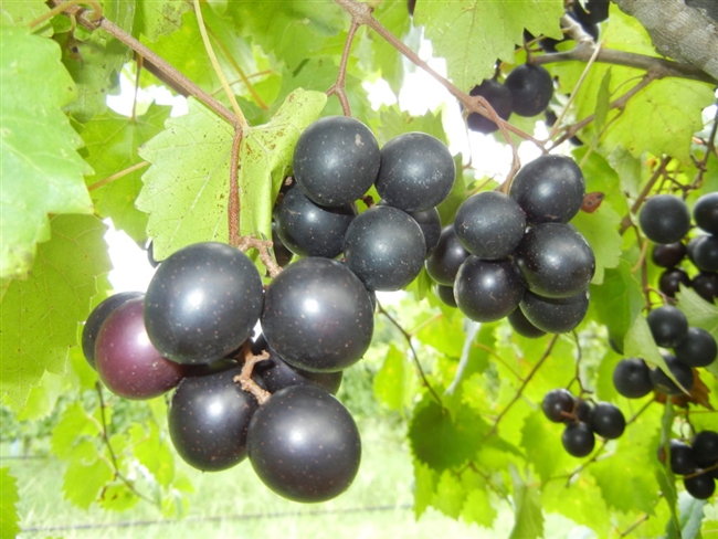 Cowart Muscadine Grape Plant