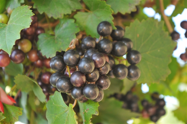 Nobel Muscadine Grape Plant