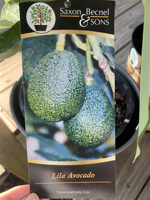 Avocado Tree 1 gallon