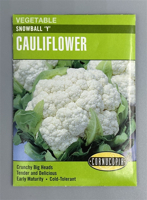 Cornucopia Snowball 'Y' Cauliflower