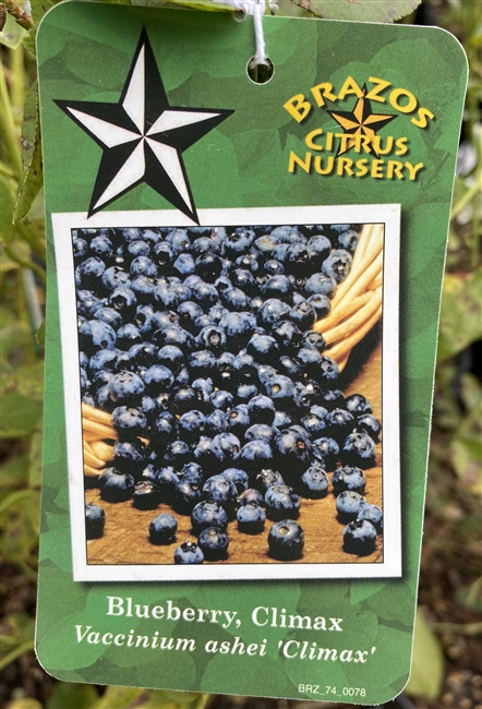 Climax Blueberry Plant, 3 Gallon