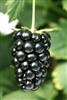 Navajo Blackberry Plant