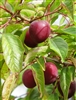 Methley Plum Tree 5 Gallon Pot