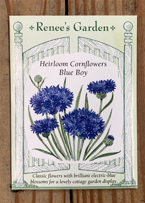 Renee's Garden Cornflower Blue Boy