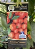 Arctic Frost TM Satsuma Tree 5 Gallon