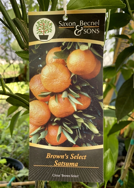 Brown Select Satsuma Tree 5 Gallon