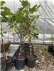 Black Mission Fig Tree, 3 Gallon