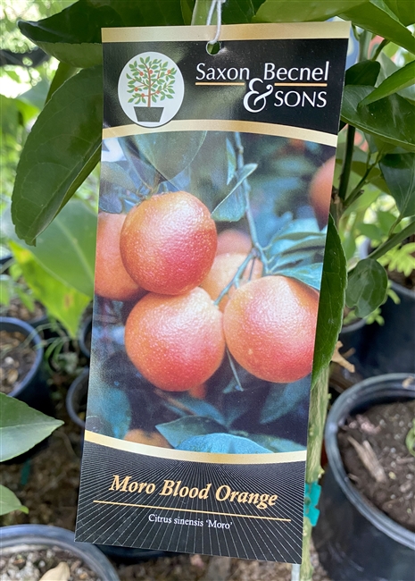 Moro Blood Orange Tree 5 Gallon