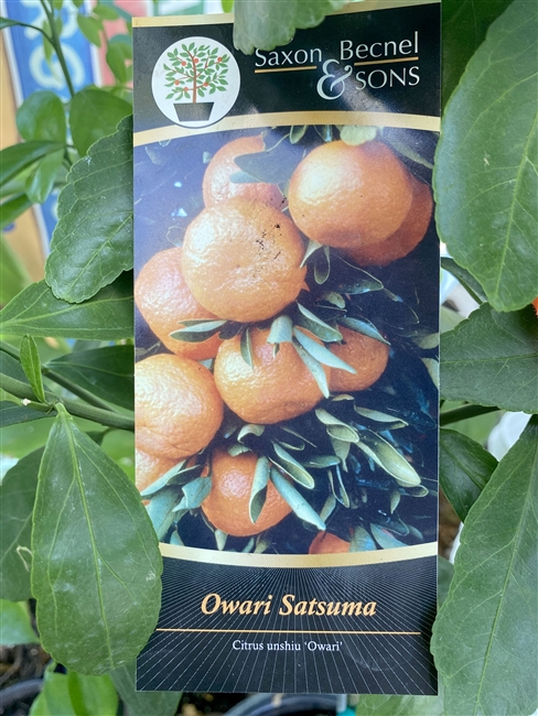 Owari Satsuma Tree 5 Gallon