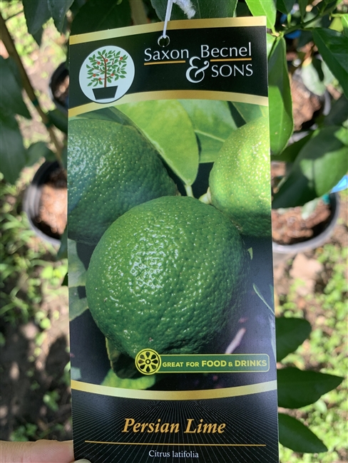 Persian Lime Tree 5 Gal