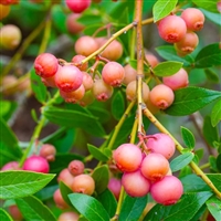 Pink Lemonade Blueberry Plant, 3 Gallon