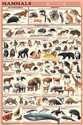 Mammals - Laminated