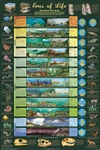 Eras of Life -Laminated