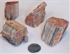 Petrified Wood 1-1/2"