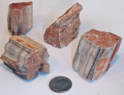 Petrified Wood 1-1/2"