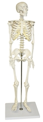 Half Sized Human Skeleton