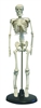 Desktop Skeleton Model 17"