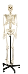 66" Tall Model Skeleton