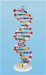 DNA Model